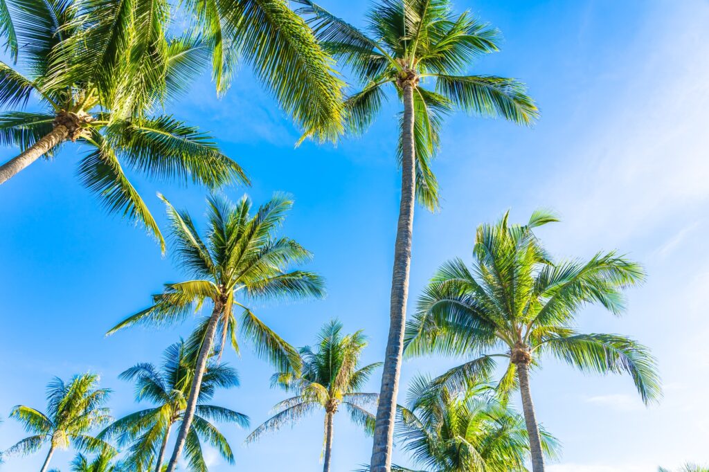 Beautiful tropical nature with coconut palm tree on blue sky and