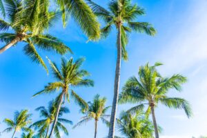 beautiful tropical nature with coconut palm tree on blue sky and It's Not Too Early to Think Spring